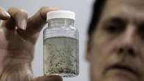 Rio alweer bedreigd? zika plaatje lab